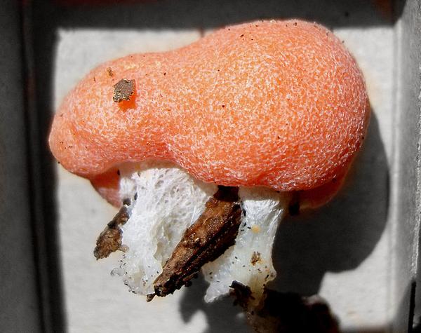 Fruiting body of the rare myxomycete Tubifera dudkae (photo from Wikimedia Commons)