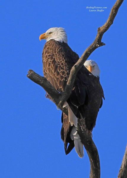 Bald eagle pair, Montour Preserve, 18 Jan 2018 (photo by Lauri Shaffer)