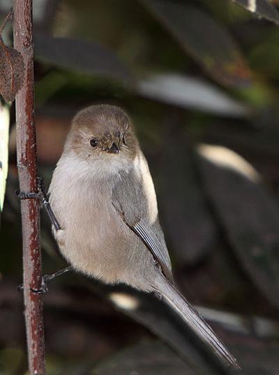 Bushtit (photo by Alan Vernon via Wikimedia Commons)