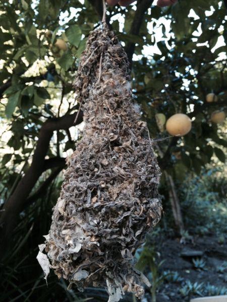 Bushtit nest (photo from Wikimedia Commons)