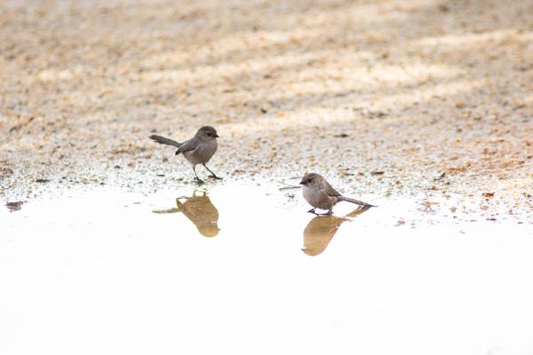 Bushtits near a puddle (photo by Melissa McMasters via Wikimedia Commons)