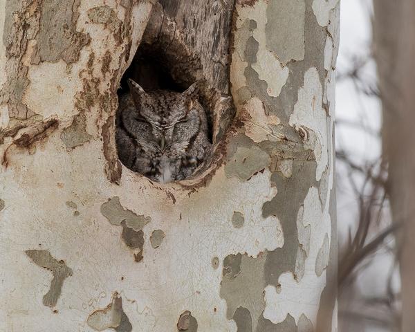 Eastern screech-owl in Pennsylvania, Dec 2017 (photo by Anthony Bruno)