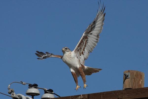 Ferruginous Hawk, Arizona, 7 Feb 2009 (photo by Dominic Sherony via Wikimedia Commons)