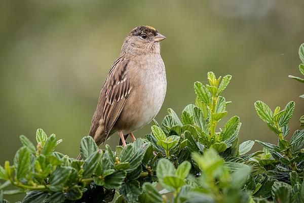 Golden-crowned sparrow in Richmond, CA, Nov 2016 (photo by Becky Matsubara via Wikimedia Commons)