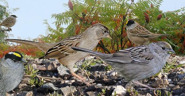 Golden-crowned sparrow from Crossley ID Guide via Wikimedia Commons