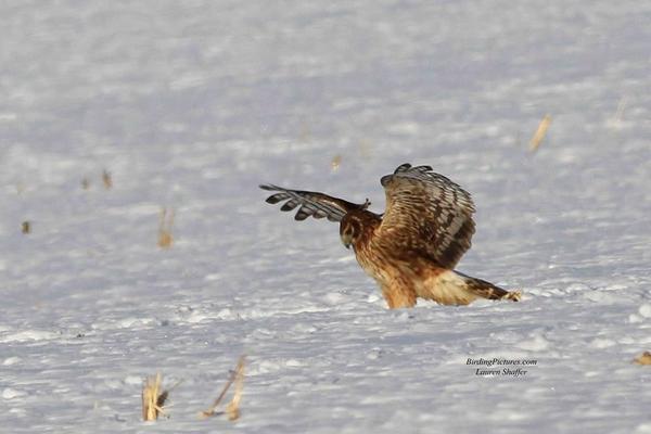 Northern harrier, pouning in snow (photo by Lauri Shaffer)