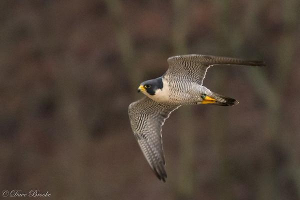 Peregrine (black/green 48/BR) at Tarentum Bridge, 12 Jan 2018 (photo by Dave Brooke)