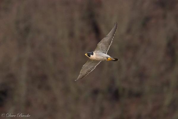 Peregrine at Tarentum Bridge, 12 Jan 2018 (photo by Dave Brooke)