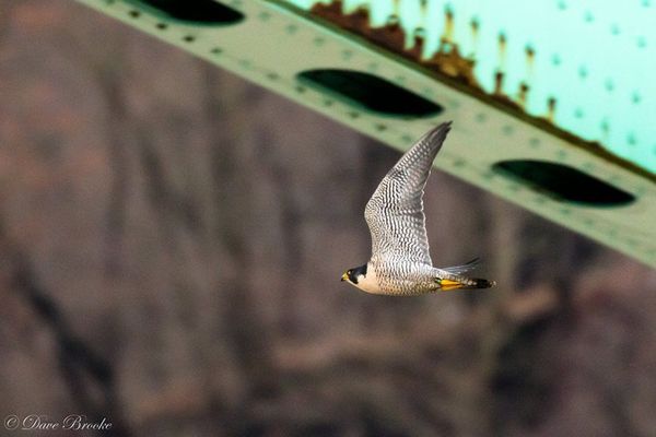 Peregrine at Tarentum Bridge, 12 Jan 2018 (photo by Dave Brooke)