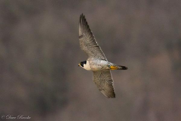 Peregrine at Tarentum Bridge, 12 Jan 2018 (photo by Dave Brooke)