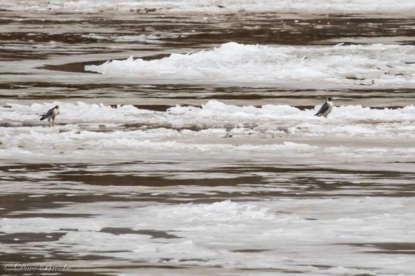 Peregrines standing on ice floes in the Allegheny River, 12 Jan 2018 (photo by Dave Brooke)