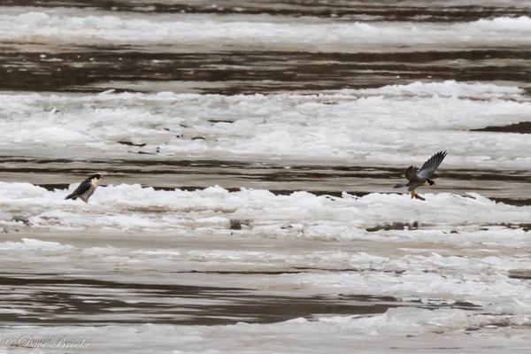 Pair of peregrines on ice floes in the Allegheny River, 12 Jan 2018 (photo by Dave Brooke)