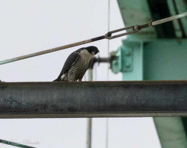 Peregrine with spotted breast, perched at Tarentum Bridge 12 Jan 2018 (photo by Dave Brooke)