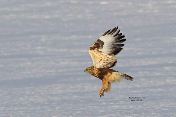 Rough-legged hawk, January 2018 (photo by Lauri Shaffer)