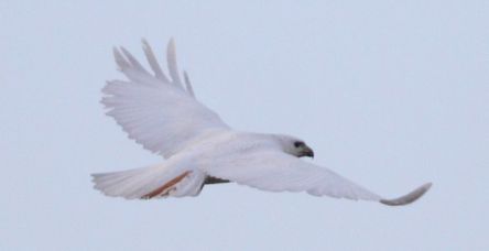 One red tail feather: Leucistic red-tailed hawk in North Denver, Colorado, 2010 (photo by Pat Gaines via Flickr)