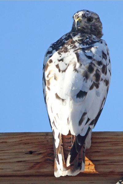 Leucistic red-tailed hawk near Berthoud, Colorado, 2017 (photo by Pat Gaines via Flickr)