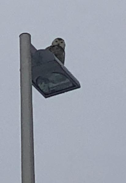 Snowy owl in western PA, January 2018 (photo by Becky Shott)