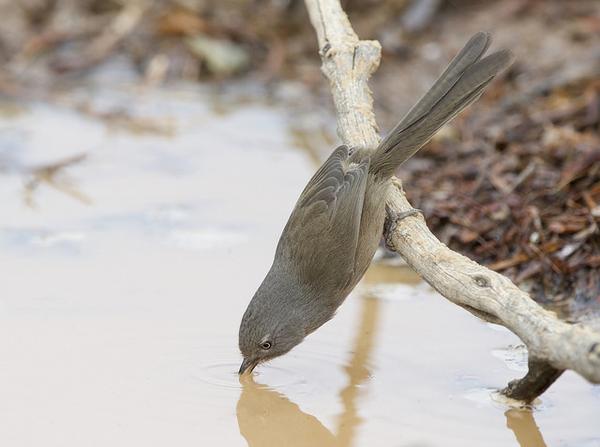 Wrentit leaning for a drink (photo by Gregory "Slobirdr" Smith via Flickr, Creative Common license)