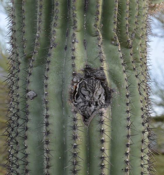 Western screech-owl roosting in saguaro (photo by Donna Memon)