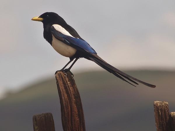 Yellow-billed magpie, San Benito County, CA (photo by J. Maughn via Flickr, Creative Commons license)
