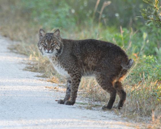 Bobcat in Florida, 2013 (photo by Don Weiss)
