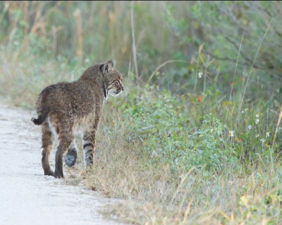 Bobcat in Florida, 2013 (photo by Don Weiss)