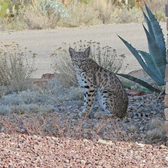 Bobcat in the backyard, Tucson AZ, 8 Jan 2018 (photo by Donna Memon)