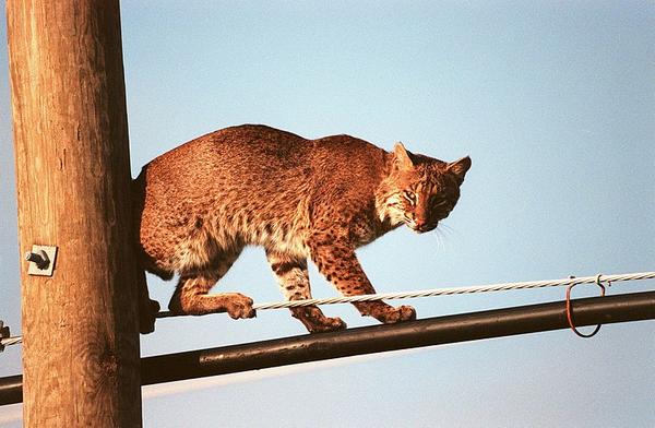 Bobcat on wires at Merritt Island, Florida (photo from NASA via Wikimedia Commons)