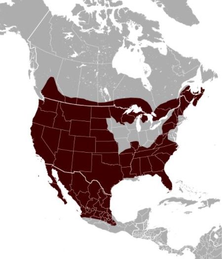 Bobcat range map (image from Wikimedia Commons)