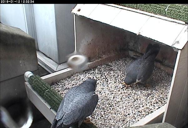 Hope and Terzo court at the Cathedral of Learning, 12 Jan 2018 (photo from the National Aviary falconcam at Univ of Pittsburgh)