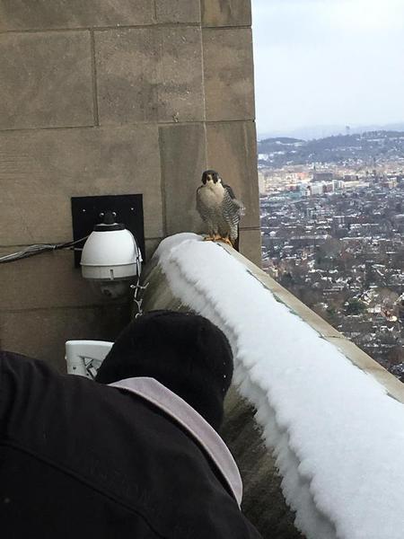 Peregrine falcon, Hope, waits and watches as we approach the nestcams but she says nothing.