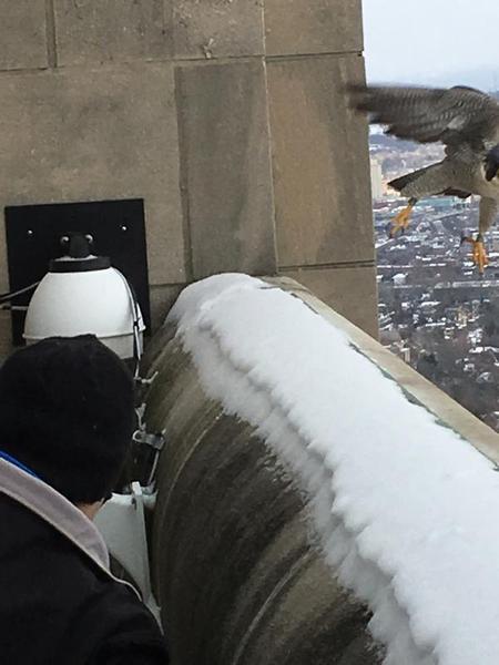 Hope flies away as Bob approaches the falconcams.