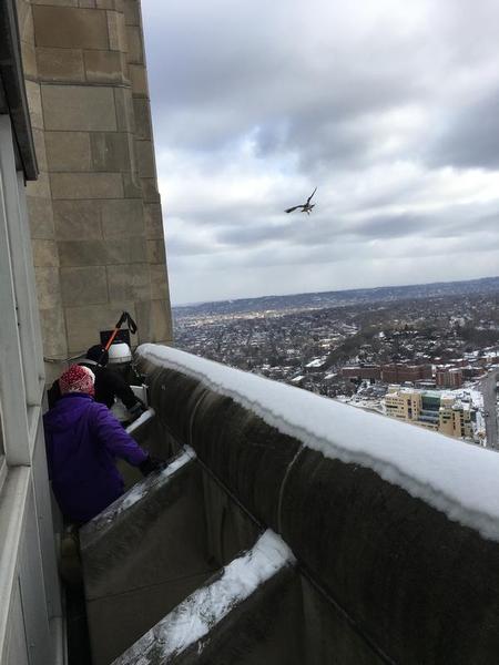 A peregrine flies by (photo by Phil Hieber)