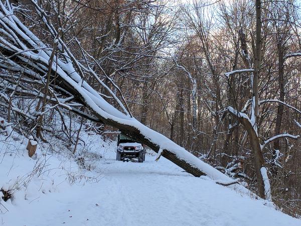 Red oak fell over in Schenley Park as seen on 17 January 2018 (photo by Kate St. John)