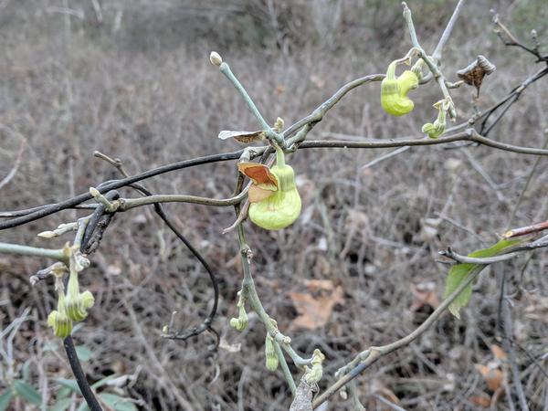 Pipevine flowers, host of the pipevine swallowtail (photo by Kate St. John)