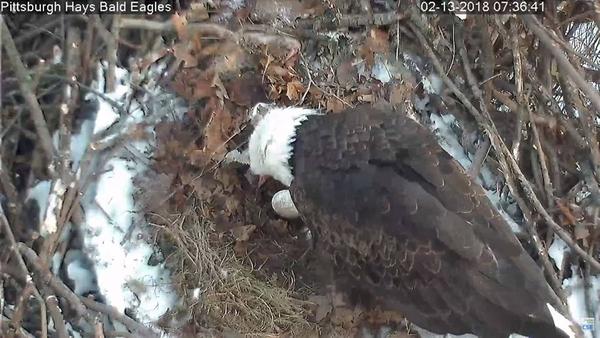 First egg at Hays Bald Eagle nest,13 Feb 2018 (photo from Pix Controller Facebook page)