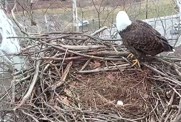 Harmar bald eagle with first egg, 25 Feb 2018. Steve Gosser is visible in the parking lot below (photo from the ASWP Harmar bald eaglecam)