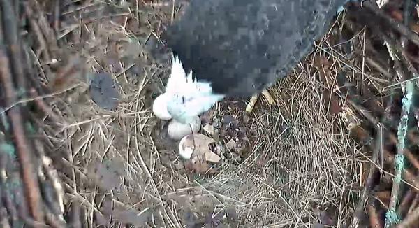 Adult bald eagle at Hays nest arranges aleaf near her three eggs, 22 Feb 2018 (snapshot from the Hays bald eaglecam via ASWP)