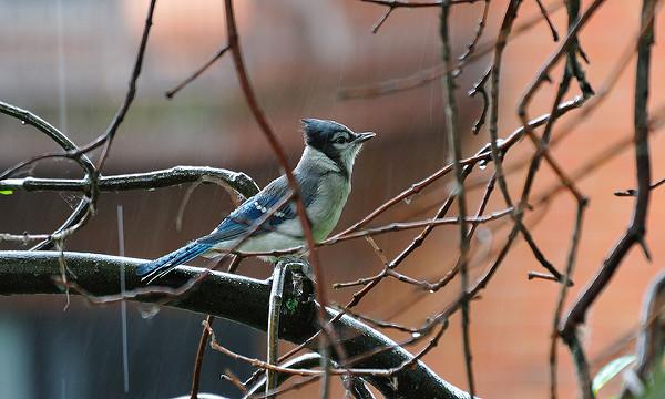 Blue jay in the rain (photo by Christian Lanctot via Flickr, Creative Commons license)