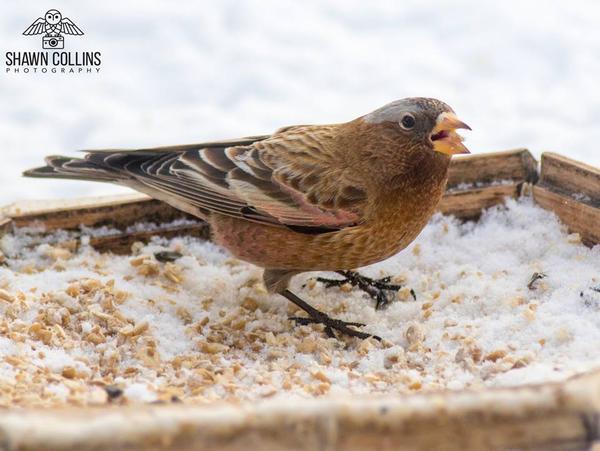 Gray-crowned rosy-finch, Crawford County, PA, 3 Feb 2018 (photo by Shawn Collins)