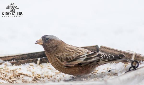 Gray-crowned rosy-finch, Crawford County, PA, 3 Feb 2018 (photo by Shawn Collins)