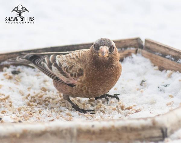 Gray-crowned rosy-finch, Crawford County, PA, 3 Feb 2018 (photo by Shawn Collins)