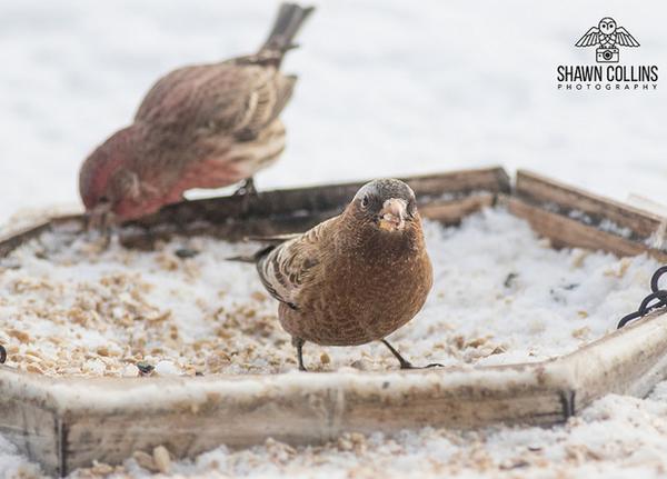 Gray-crowned rosy-finch with house finch in background. Crawford County, PA, 3 Feb 2018 (photo by Shawn Collins)