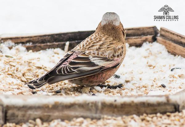 Gray-crowned rosy-finch, Crawford County, PA, 3 Feb 2018 (photo by Shawn Collins)