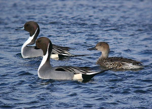 Northern pintails (photo by Alan Schmierer via Wikimedia Commons, Creative Commons license)