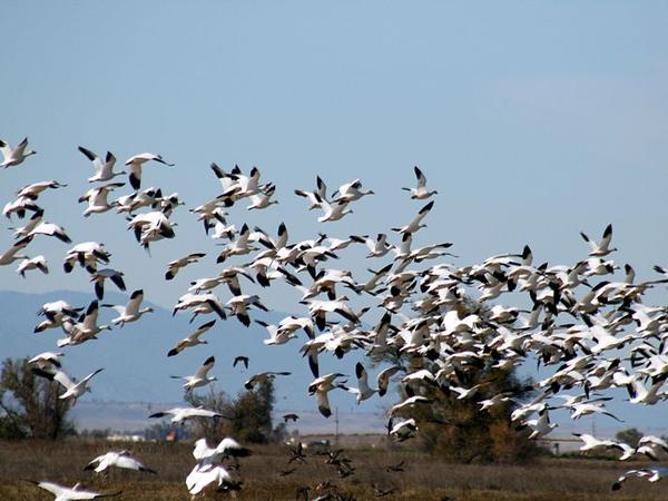 Snow geese flying at Sacramento National Wildlife Refuge (photo by Broken Inaglory via Wikimedia Commons, Creative Commons license 3.0)