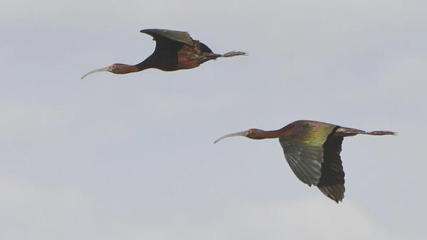 White-faced ibis in flight (photo by Andy Reago & Chrissy McClarren via Wikimedia Commons)