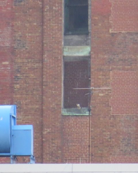 Peregrine in the Third Avenue nest site as seen from the Smithfield Street Bridge (photo by Lori Maggio)
