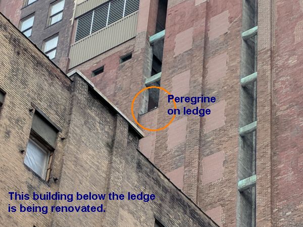 Peregrine on Third Avenue nest ledge, 10 Feb 2018 (photo by Kate St. John)