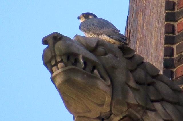 Peregrine on Lawrence Hall gargoyle (photo by Lori Maggio)